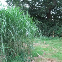 Elephant Grass